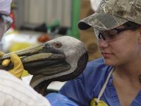 Un pelcano recibe tratamiento en el Centro para Rehabilitacin de Aves de Fort Jackson. / Crdito:Cortesa de la International Bird Rescue Research Center (IBRRC)