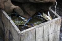 Slo en algunas bahas y canales del sur de Louisiana se puede seguir pescando cangrejo azul no contaminado. / Crdito:Erika Blumenfeld/IPS