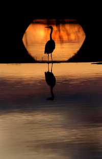 Esta garza chapotea durante el atardecer en el parque cultural Blount de Montgomery, Alabama